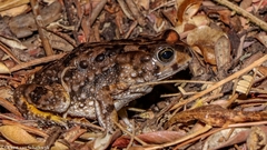 Vandijkophrynus angusticeps