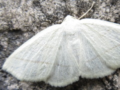 Parabapta clarissa