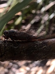 Palapsalta circumdata