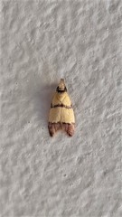 Heteroteucha distephana