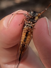 Palapsalta circumdata