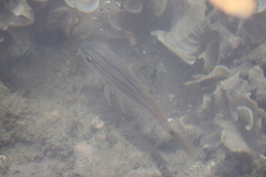 Haemulon sciurus
