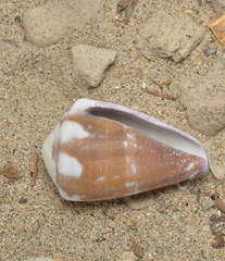 Conus rattus