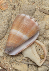 Conus biliosus