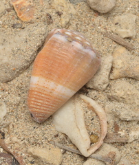 Conus biliosus