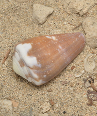 Conus rattus