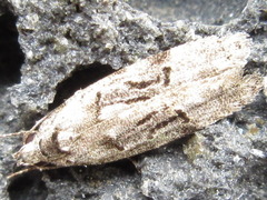 Altenia inscriptella