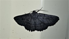 Melanodes anthracitaria