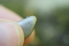 Plestiodon anthracinus
