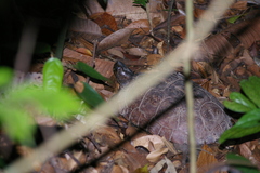 Heosemys spinosa