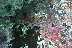 Stolonica australis