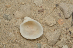 Anadara pilula