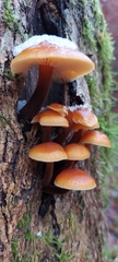 Flammulina velutipes