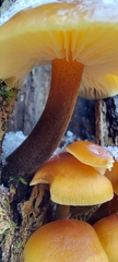 Flammulina velutipes