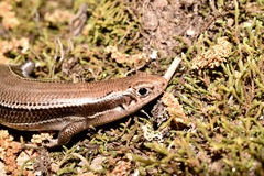 Plestiodon anthracinus