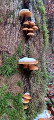 Flammulina velutipes