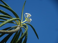 Plumeria alba