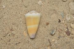 Conus sugillatus