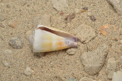 Conus sugillatus
