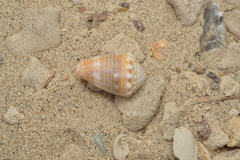 Conus miliaris