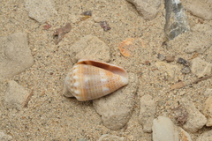 Conus miliaris