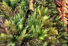 Pyrrhobryum paramattense