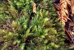 Pyrrhobryum paramattense
