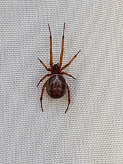 Steatoda nobilis