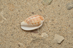 Pterygia dactylus