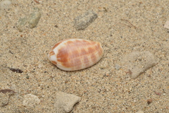 Pterygia dactylus