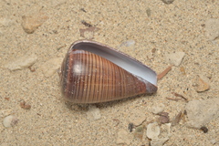 Conus figulinus
