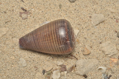 Conus figulinus