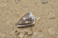 Conus rattus