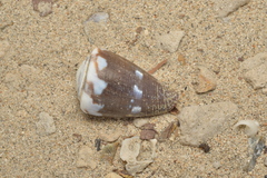 Conus rattus