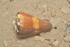 Conus vexillum