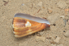 Conus vexillum
