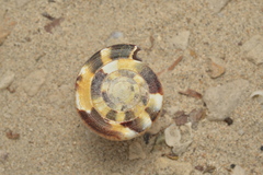 Conus vexillum