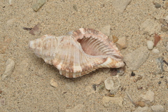 Monoplex pilearis