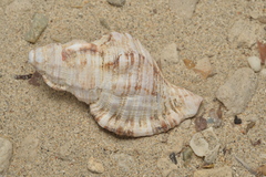 Monoplex pilearis