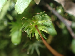 Pogonatum subulatum