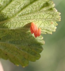 Calligrapha spiraeae