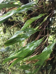 Pitcairnia brittoniana image