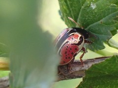 Calligrapha spiraeae