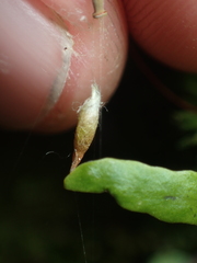 Pogonatum subulatum