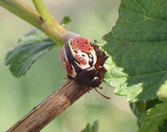Calligrapha spiraeae