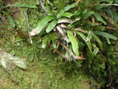 Pogonatum subulatum