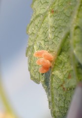 Calligrapha spiraeae