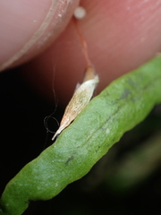 Pogonatum subulatum