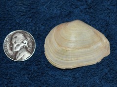 Austromacoma constricta