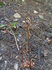 Corallorhiza striata vreelandii